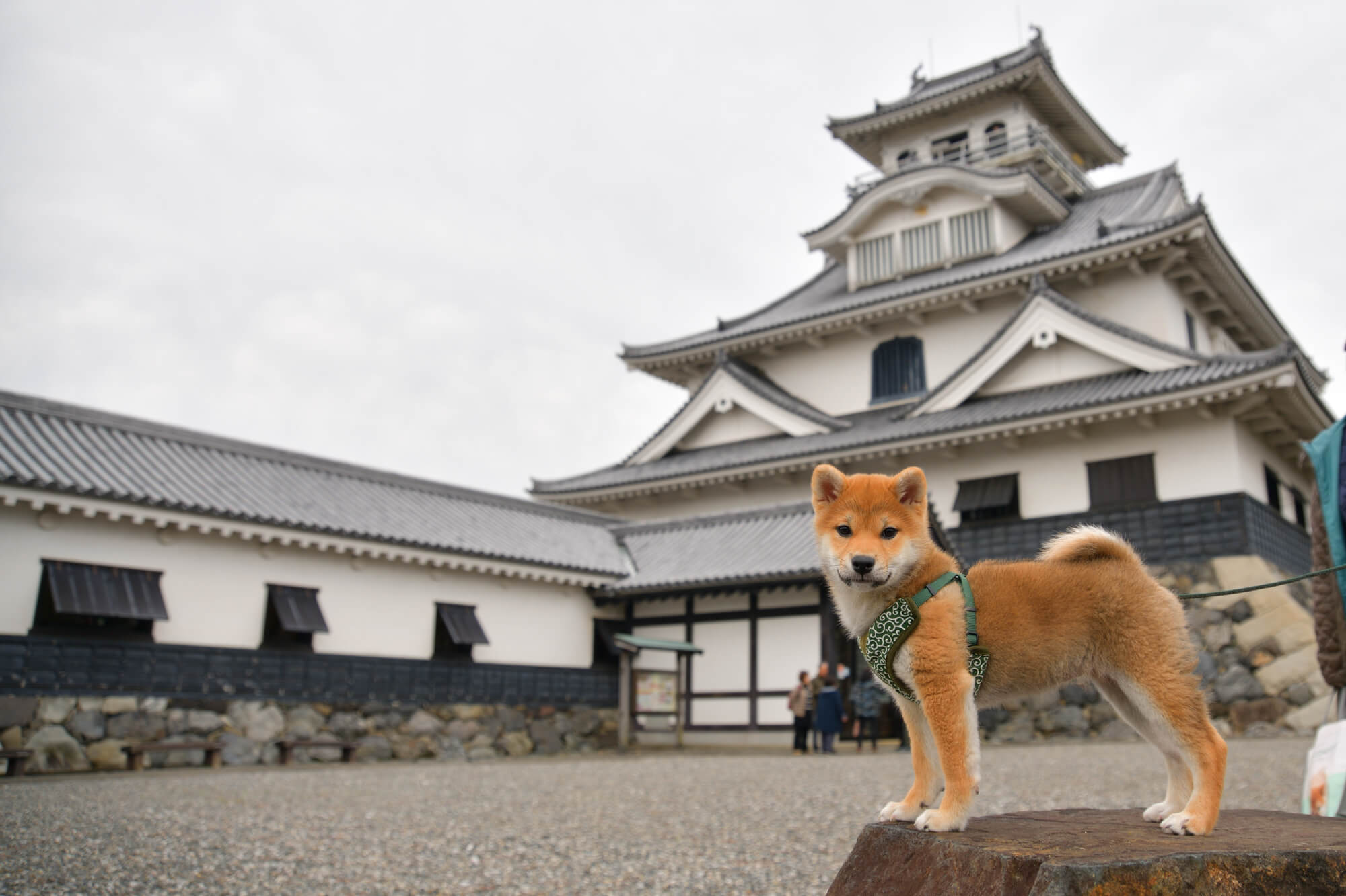 滋賀県湖北・湖西エリア（長浜、米原、高島）で愛犬と入店できるドッグカフェ3選